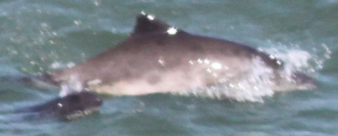 Missing Picture